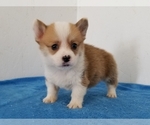 Small Photo #2 Pembroke Welsh Corgi Puppy For Sale in CLARK, MO, USA