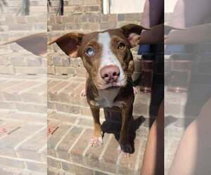 ANNABELLE - Female Mutt Dog for Adoption - Photo #6