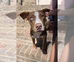 Small Photo #6 Mutt Puppy For Sale in Woodbury, NY, USA