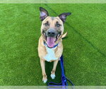 Small #2 German Shepherd Dog Mix