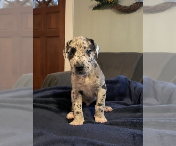 Medium Photo #3 Great Dane Puppy For Sale in HAYES, VA, USA