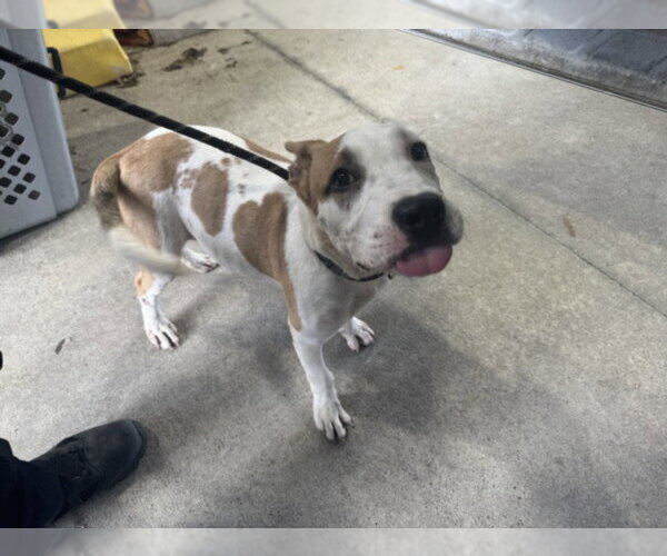 Medium Photo #1 American Pit Bull Terrier Puppy For Sale in Texas City, TX, USA