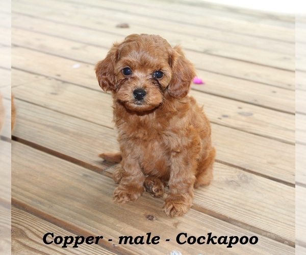 Medium Photo #5 Cock-A-Poo Puppy For Sale in CLARKRANGE, TN, USA