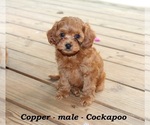 Small #4 Cock-A-Poo