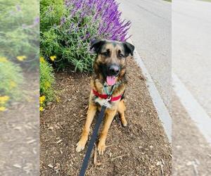 German Shepherd Dog Dogs for adoption in Santa Barbara, CA, USA