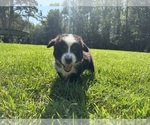 Small #6 Miniature Australian Shepherd