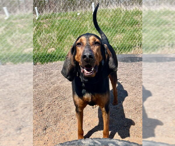 Medium Photo #4 Bloodhound-Unknown Mix Puppy For Sale in Webster, WI, USA