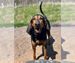 Small #3 Bloodhound Mix
