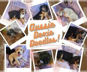 F2 Aussiedoodle Puppy for sale in POMONA, CA, USA