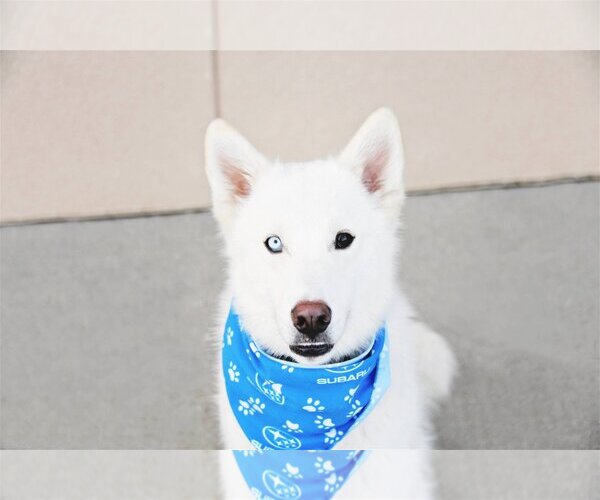 Medium Photo #16 Huskies -Unknown Mix Puppy For Sale in Sandy, UT, USA