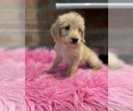 Small Photo #7 Labradoodle Puppy For Sale in LOS ANGELES, CA, USA