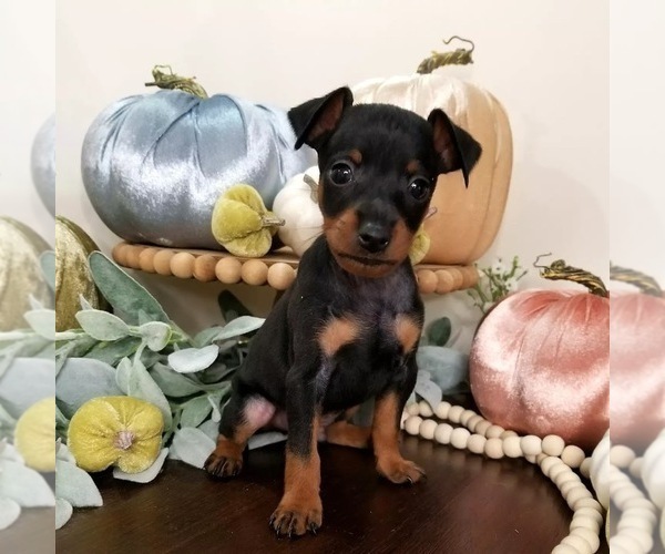 Medium Photo #1 Miniature Pinscher Puppy For Sale in GLENDALE, AZ, USA
