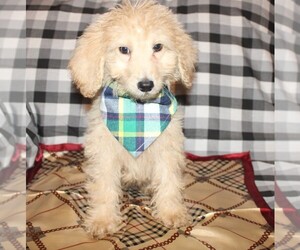 Goldendoodle (Miniature) Puppy for sale in BLMGTN, IN, USA