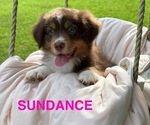Small Photo #29 Miniature American Shepherd Puppy For Sale in NOLENSVILLE, TN, USA