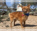Small #3 Pomeranian Mix