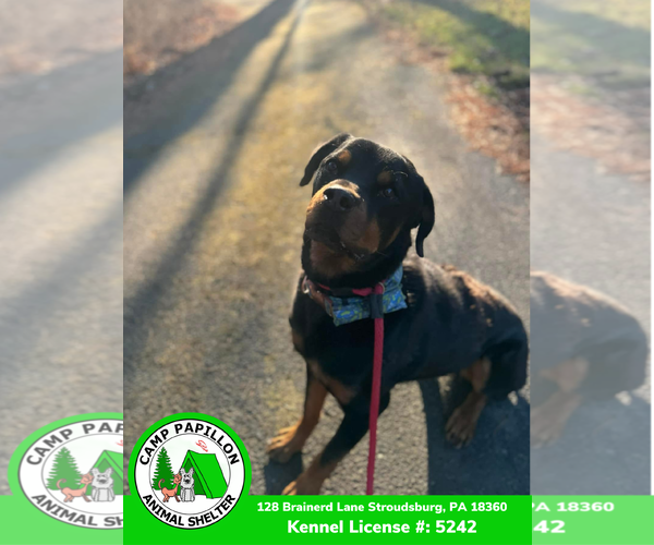 Medium Photo #13 Rottweiler Puppy For Sale in Stroudsburg, PA, USA