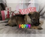 Small Photo #6 German Shepherd Dog Puppy For Sale in jasper, AR, USA