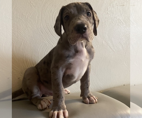 Medium Photo #7 Great Dane Puppy For Sale in CLEVELAND, NC, USA