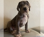 Small Photo #7 Great Dane Puppy For Sale in CLEVELAND, NC, USA