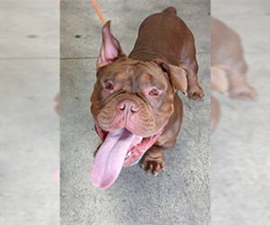 Bulldog-Unknown Mix Dogs for adoption in Fort Lauderdale, FL, USA