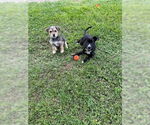 Small #3 Labrador Retriever Mix