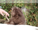 Small #4 ShihPoo