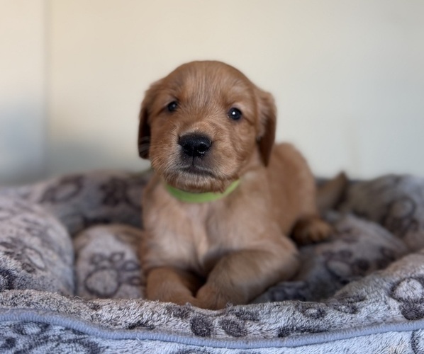 Medium Photo #6 Golden Retriever Puppy For Sale in SACRAMENTO, CA, USA