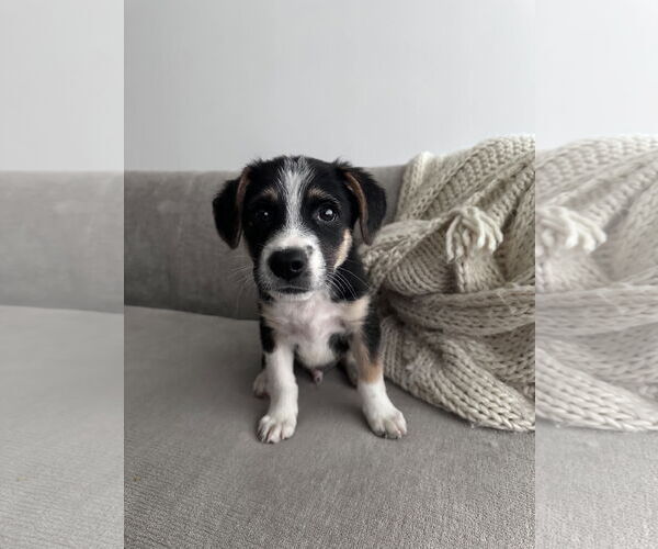 Medium Photo #2 Mutt Puppy For Sale in Garden City, NY, USA