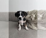 Small #1 Mutt
