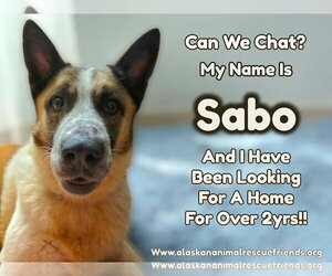 German Shepherd Dog-Saint Bernard Mix Dogs for adoption in Anchorage, AK, USA