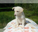 Small #4 German Shepherd Dog