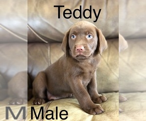 Labrador Retriever Puppy for sale in OVID, MI, USA