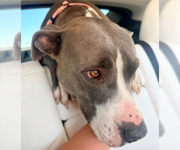 Medium Photo #1 Mutt Puppy For Sale in Bakersfield, CA, USA
