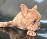 Small Photo #7 French Bulldog Puppy For Sale in WASHINGTON, DC, USA