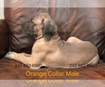 Small Photo #9 Cane Corso Puppy For Sale in LA PLATA, MD, USA