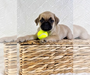 Pug Puppy for sale in GREENFIELD, IN, USA