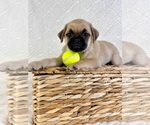 Small Pug