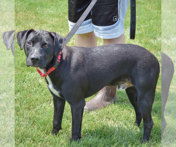 Medium Photo #2 American Staffordshire Terrier-Unknown Mix Puppy For Sale in Huntley, IL, USA