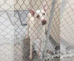 Siberian Husky-Unknown Mix Dogs for adoption in Anchorage, AK, USA