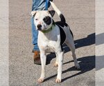 Small #5 American Staffordshire Terrier-Border Collie Mix