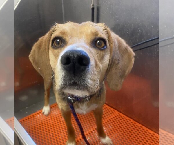 Medium Photo #179 Beagle-Unknown Mix Puppy For Sale in Kanab, UT, USA