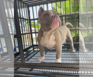 American Pit Bull Terrier Puppy for sale in PETERSBURG, VA, USA