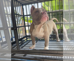 Small Photo #1 American Pit Bull Terrier Puppy For Sale in PETERSBURG, VA, USA