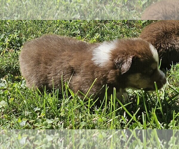 Medium Photo #5 Australian Shepherd Puppy For Sale in NELSON, VA, USA