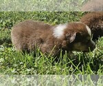 Theo - Male Australian Shepherd Puppy for Sale - Photo #5