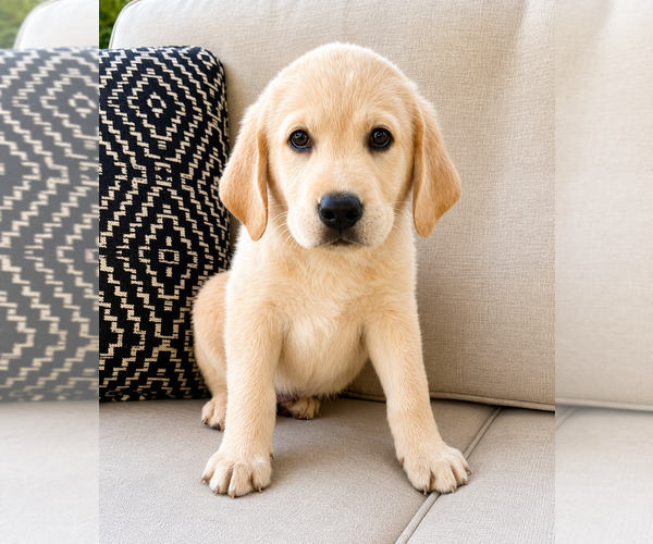 Medium Photo #3 Labrador Retriever Puppy For Sale in FAIR HAVEN, MI, USA