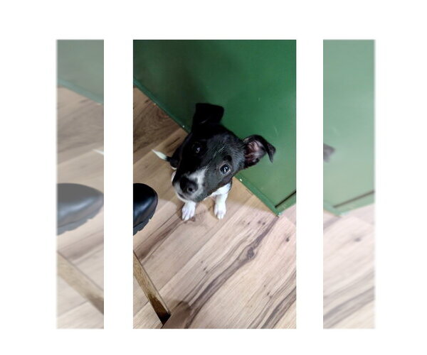 Medium Photo #4 Feist Terrier-Unknown Mix Puppy For Sale in Mooresville, NC, USA