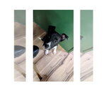 Small #3 Feist Terrier Mix