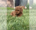 Small Photo #14 Goldendoodle (Miniature) Puppy For Sale in SYRACUSE, UT, USA