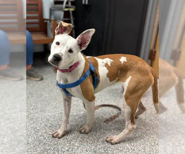 Medium Photo #9 Mutt Puppy For Sale in Sayreville, NJ, NJ, USA